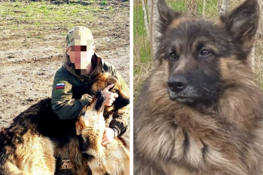 «Погиб, как воин»: пес по кличке Балбес отдал жизнь, защищая бойцов от дрона в зоне СВО