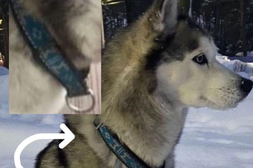 За пропавшую хаски объявили награду 40 тысяч рублей в Новосибирске