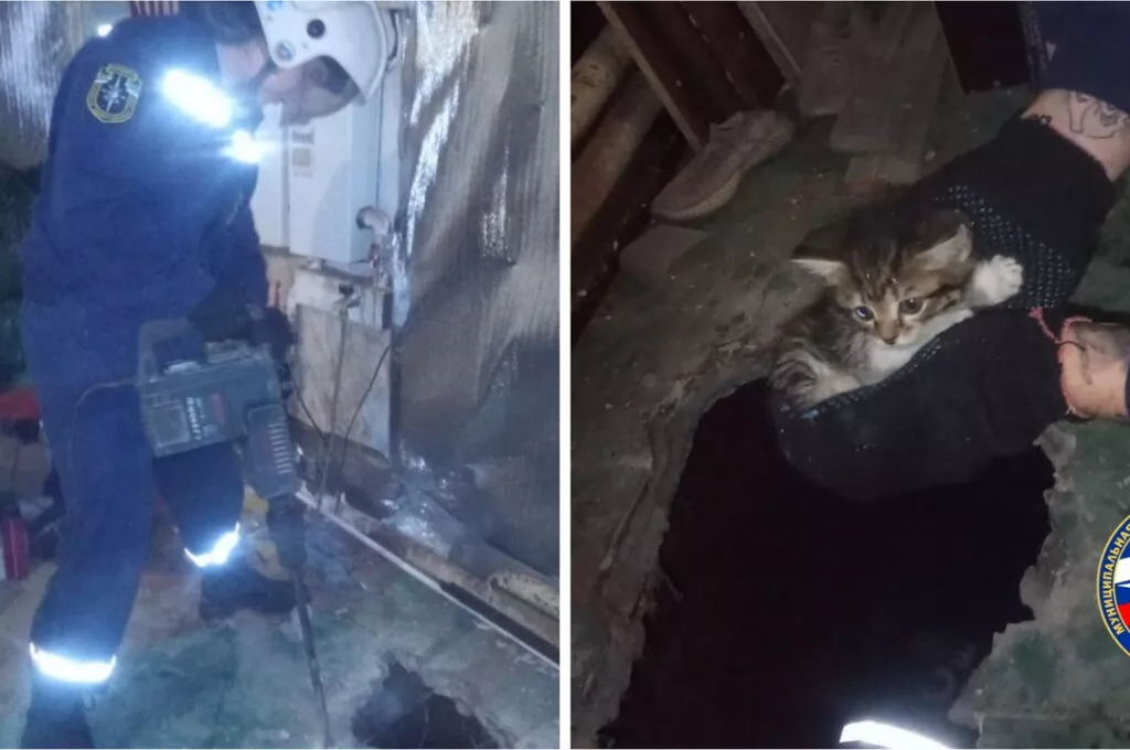 Котенка спасли из-под пола в Новосибирске