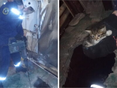 Котенка спасли из-под пола в Новосибирске