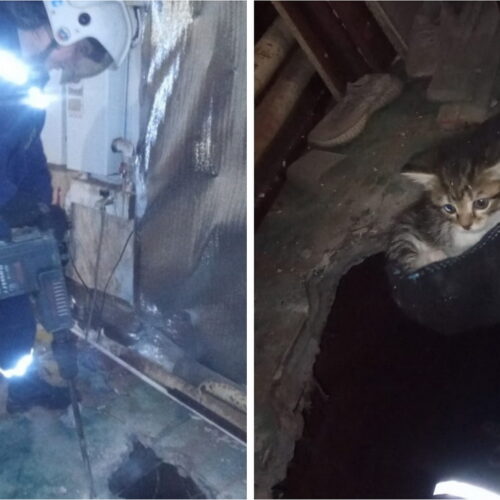 Котенка спасли из-под пола в Новосибирске