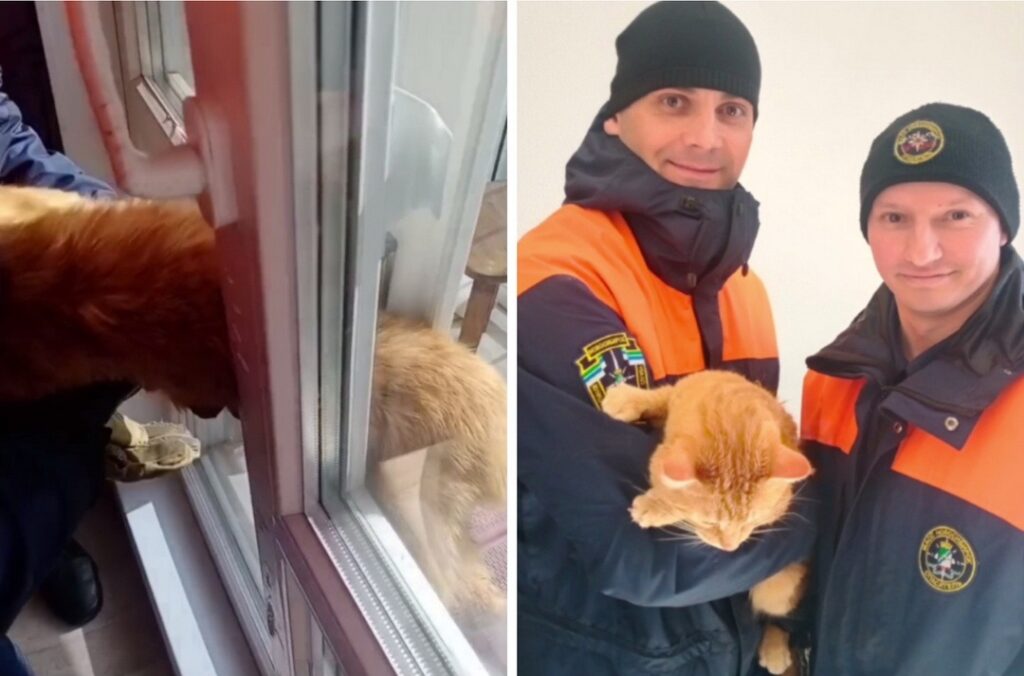 Кота, застрявшего между оконными рамами, спасли в Новосибирске