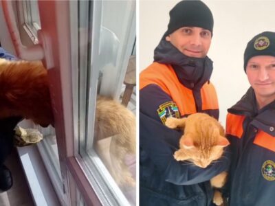 Кота, застрявшего между оконными рамами, спасли в Новосибирске