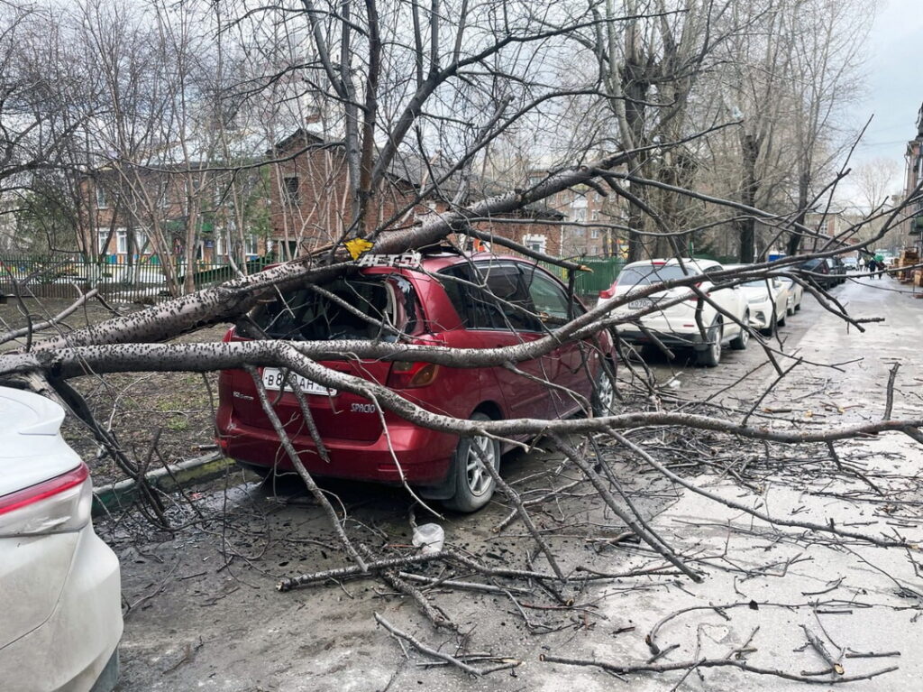 Дерево упало на припаркованные авто в Новосибирске