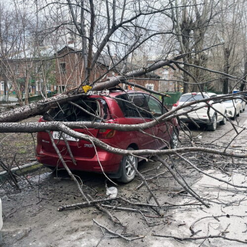 Дерево упало на припаркованные авто в Новосибирске