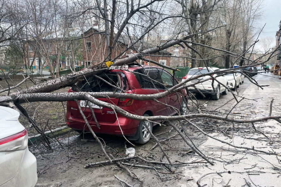 Дерево упало на припаркованные авто в Новосибирске