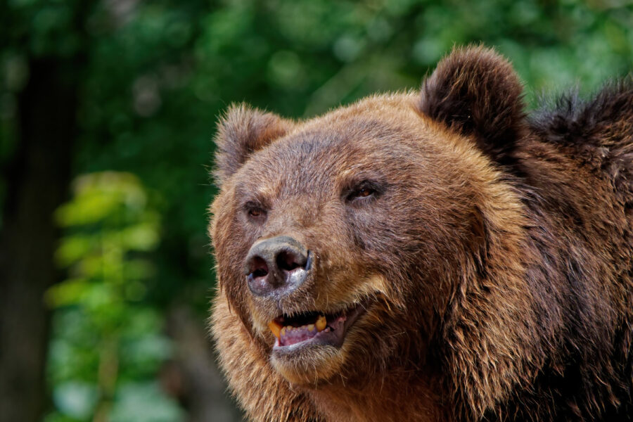 В Заельцовском бору Новосибирска горожане встретили медведя
