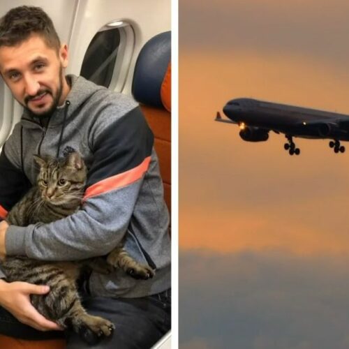 «Аэрофлот» разрешил перевозить упитанных котов в пассажирском кресле самолета