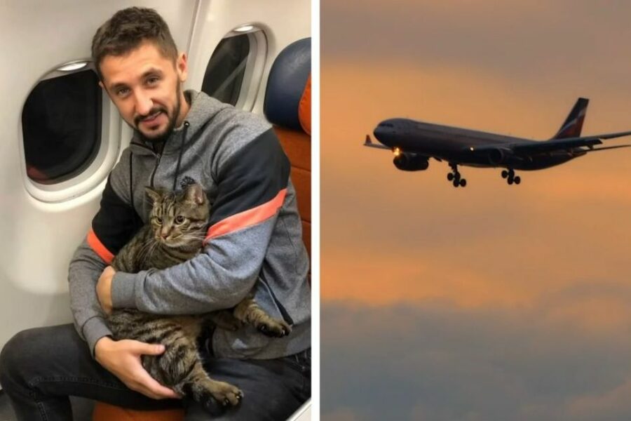 «Аэрофлот» разрешил перевозить упитанных котов в пассажирском кресле самолета