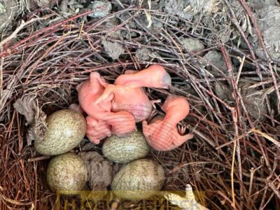 В Новосибирске спилили дерево с гнездом сороки с новорожденными птенцами