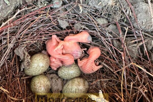 В Новосибирске спилили дерево с гнездом сороки с новорожденными птенцами
