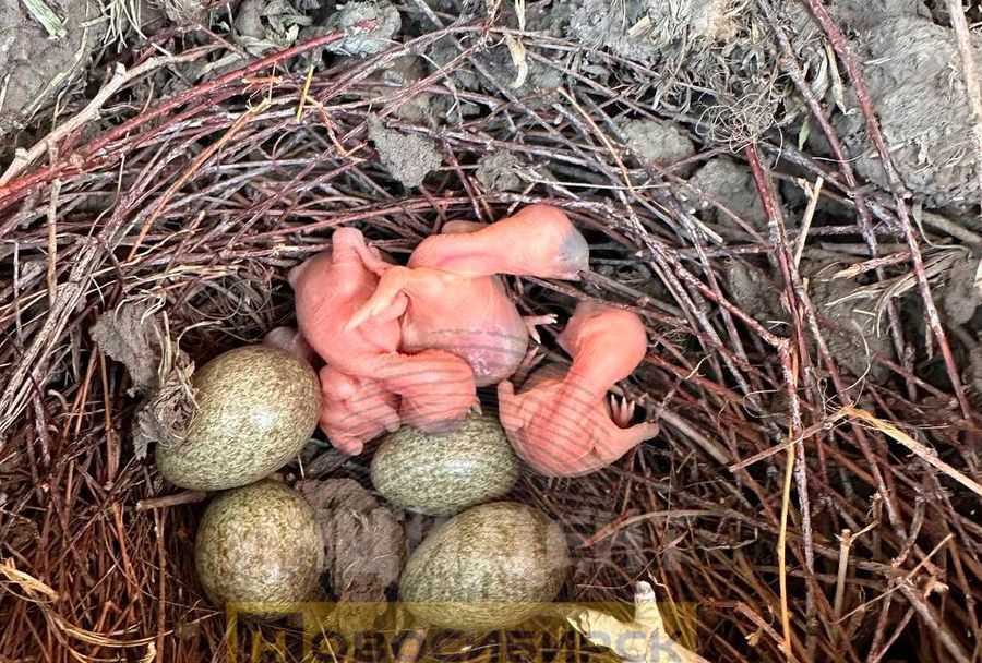 «Изверги!»: в Новосибирске спилили дерево с гнездом сороки с новорожденными птенцами