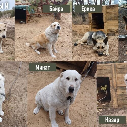 Сбор корма для собак на СВО объявили в Новосибирске