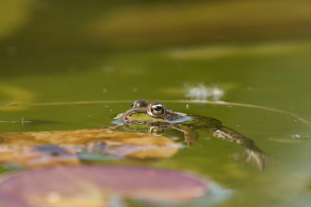 Спасти рядового Жабина: необычную акцию запустили жители новосибирского Академгородка