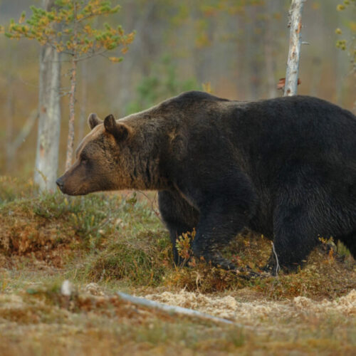 Медведя, задравшего 2 коров, убили в Новосибирской области