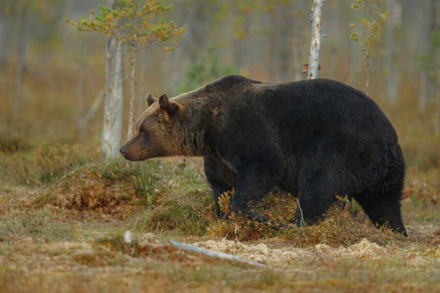 Медведя, задравшего 2 коров, убили в Новосибирской области