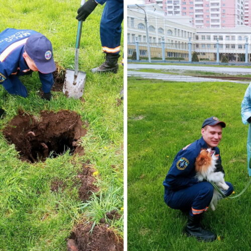 Спасатели достали из ямы собаку жительницы Новосибирска