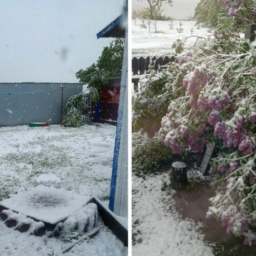 Майский снег удивил жителей двух районов Новосибирской области