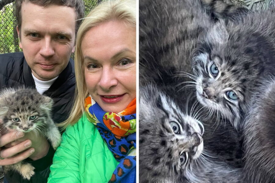 Котенка манула назвали Анечкой в Новосибирском зоопарке