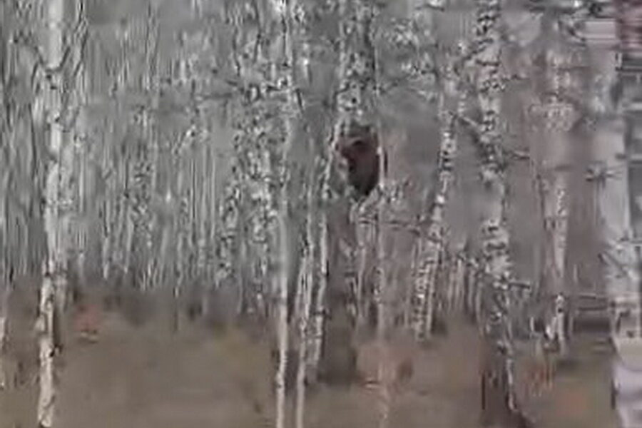 Грибники в ужасе убежали от медвежонка в Тогучинском районе