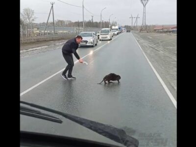 Заботливый водитель перевел через дорогу потерявшегося бобра в Новосибирске