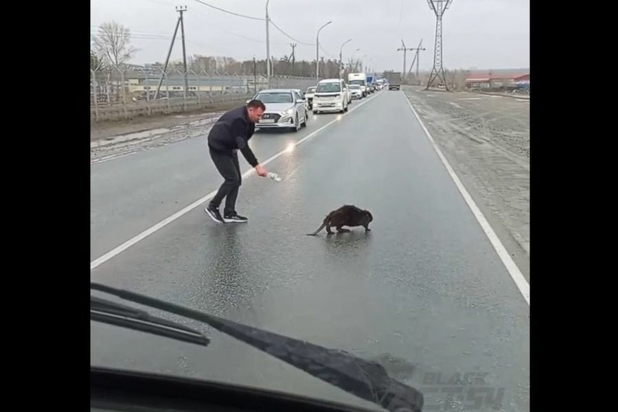 Заботливый водитель перевел через дорогу потерявшегося бобра в Новосибирске