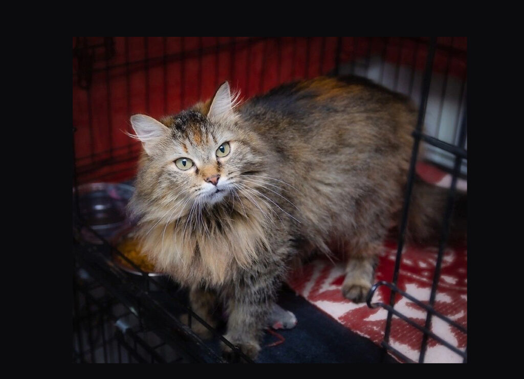 Пушистая красавица с доверчивым взглядом ищет дом!