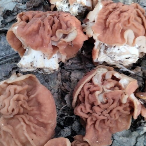 Редкий гриб строчок обнаружили под Новосибирском