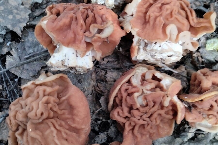 Редкий гриб строчок обнаружили под Новосибирском