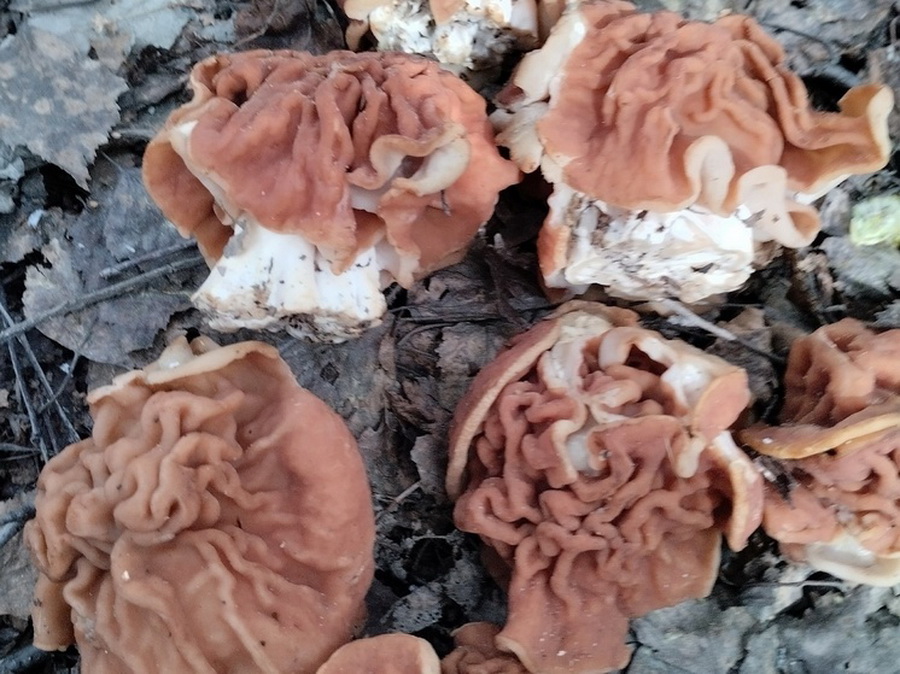 Редкий гриб обнаружили под Новосибирском
