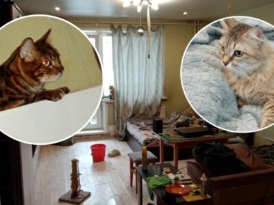 Коты спасли жизнь своему хозяину в Новосибирске