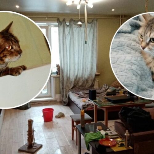 Коты спасли жизнь своему хозяину в Новосибирске