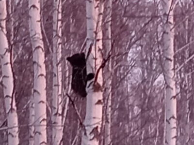Сотрудники Минприроды сняли с дерево медвежонка в Новосибирской области