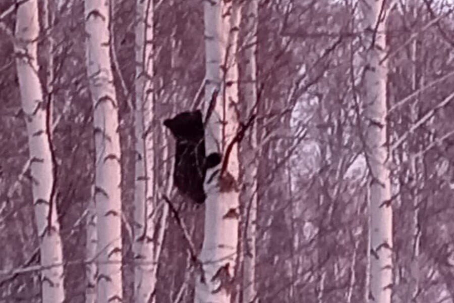 Сотрудники Минприроды сняли с дерево медвежонка в Новосибирской области