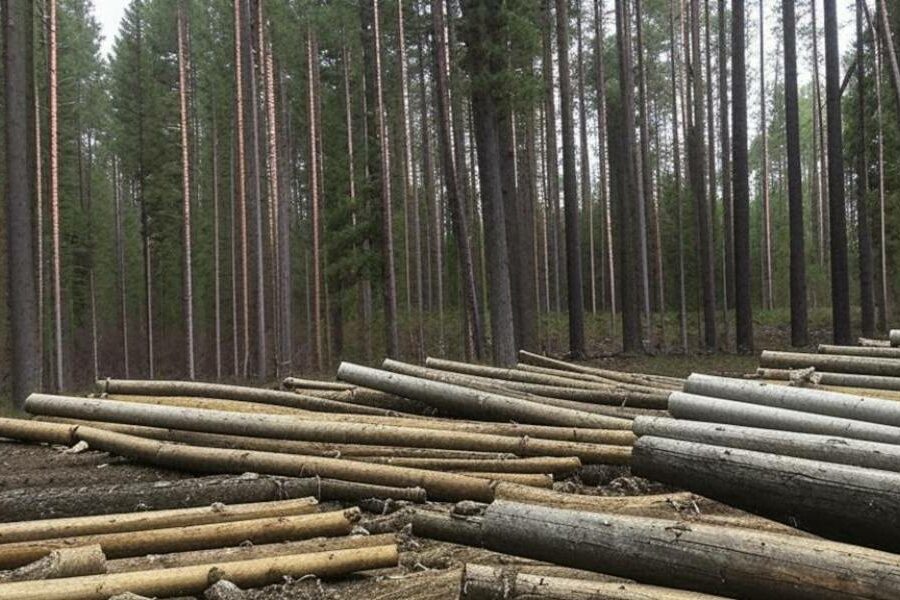 «Татарский лесхоз» прокуратура обязала рассчитаться с подрядчиками-предпринимателями