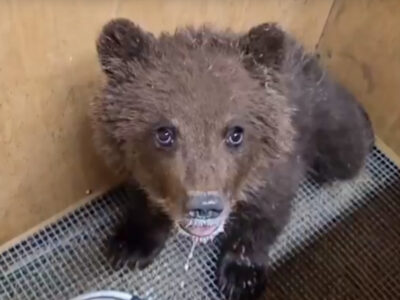 Медвежонка, найденного под Новосибирском, отправили в центр реабилитации