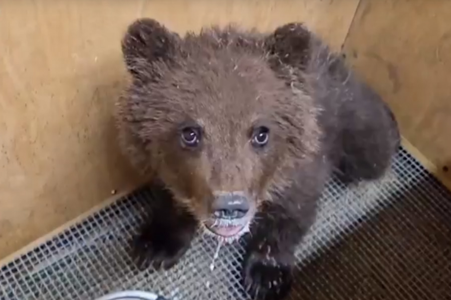 Медвежонка, найденного под Новосибирском, отправили в центр реабилитации
