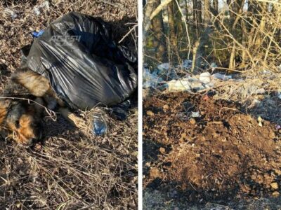 Мешки с мертвыми собаками обнаружили дачники под Новосибирском
