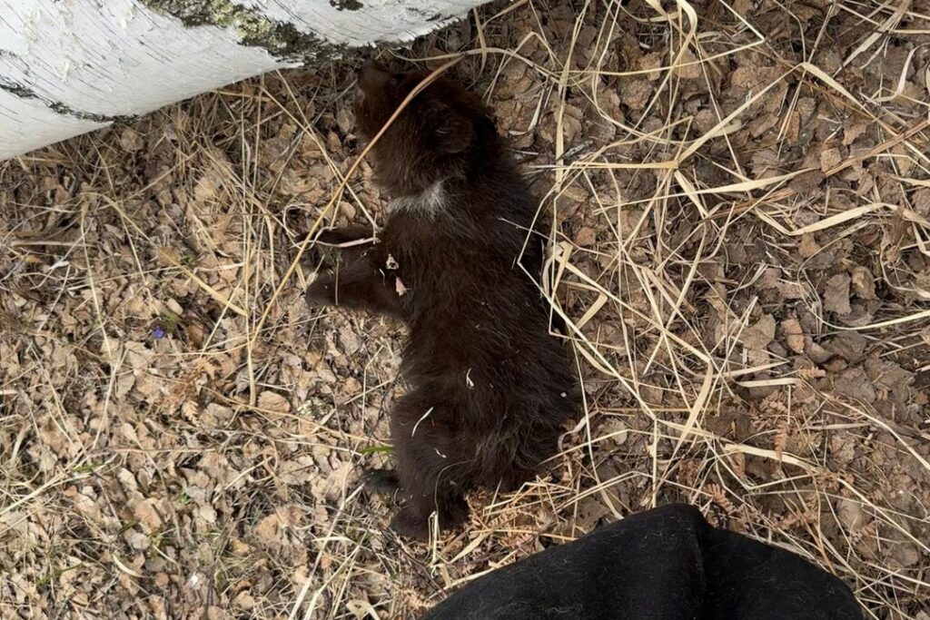 «Только дыхание и сердцебиение»: волонтеры спасли умирающего медвежонка в лесу под Новосибирском