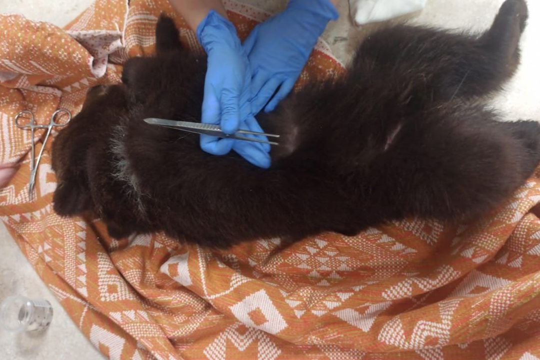«Только дыхание и сердцебиение»: волонтеры спасли умирающего медвежонка в лесу под Новосибирском