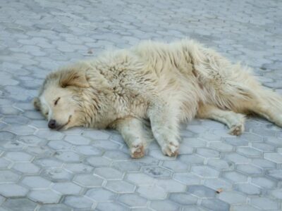«Зло срывают на несчастных животных»: жители Новосибирска проголосовали в опросе об эвтаназии бездомных собак