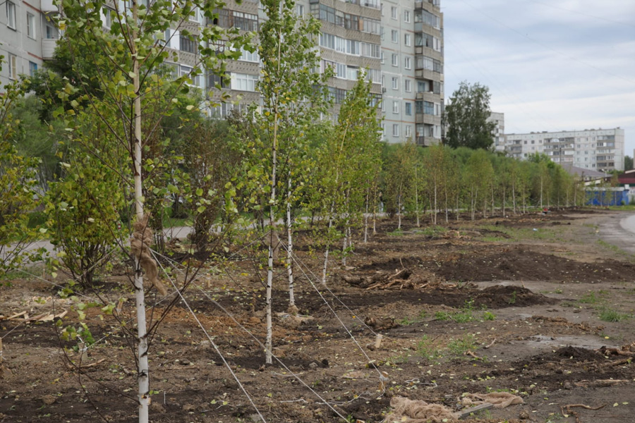 Детский праздник и 2 тысячи деревьев подарил «Сибантрацит» жителям Линево