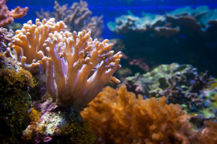 13 кораллов из Египта обнаружили таможенники в багаже в Новосибирске