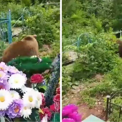 Мать убитого студента НГТУ встретила медвежонка на могиле сына