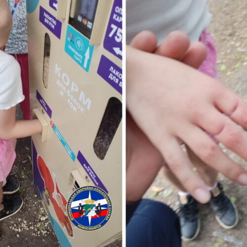 Кисть девочки застряла в автомате для кормления белок в Новосибирске