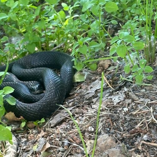 Черную змею заметили за школьным двором в Новосибирске