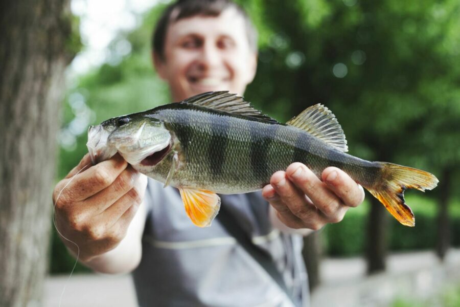 Более 73 миллионов мальков ценных видов рыб было выпущено в водоемы Новосибирской области