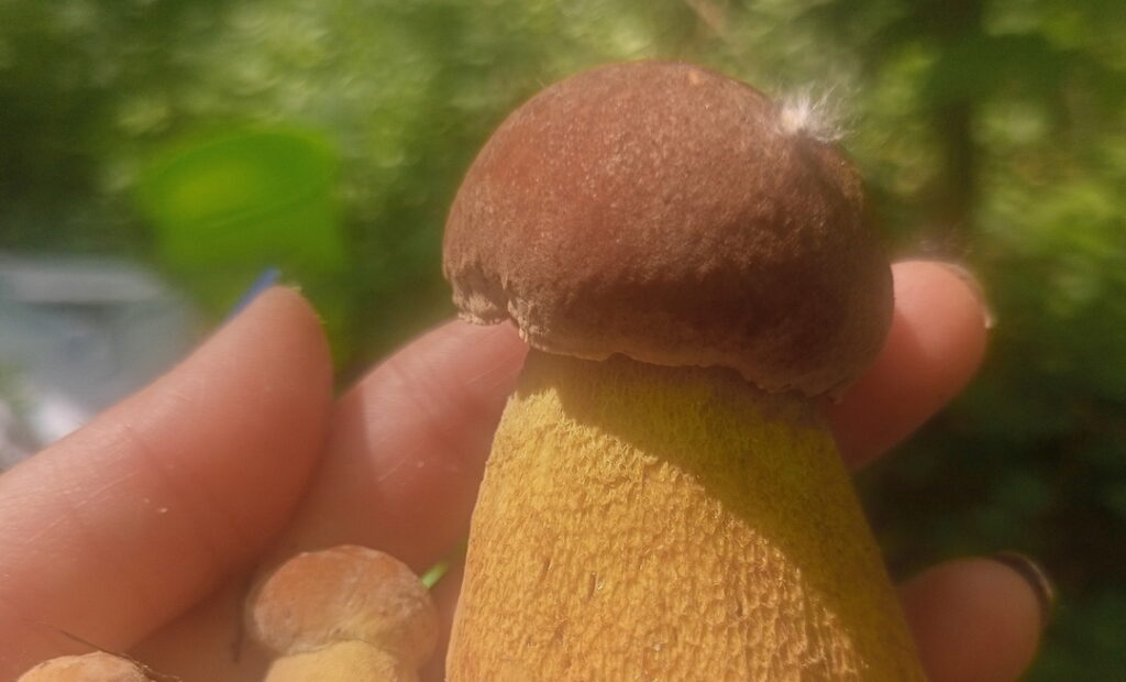 Сезон белых грибов начался в Новосибирской области