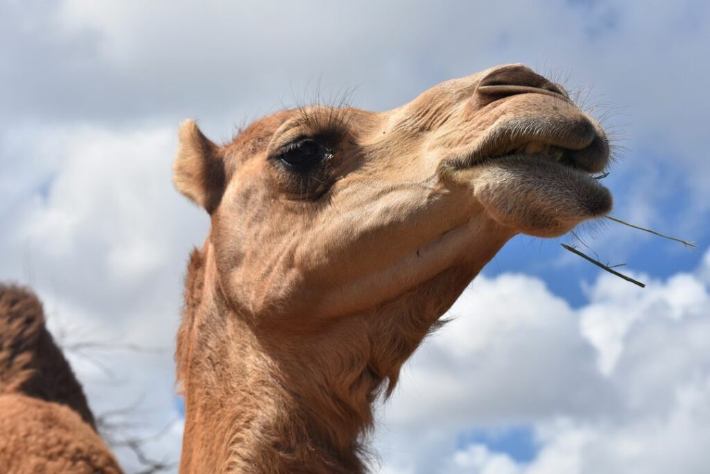 Верблюд, гуляющий по полю под Новосибирском, удивил механизатора
