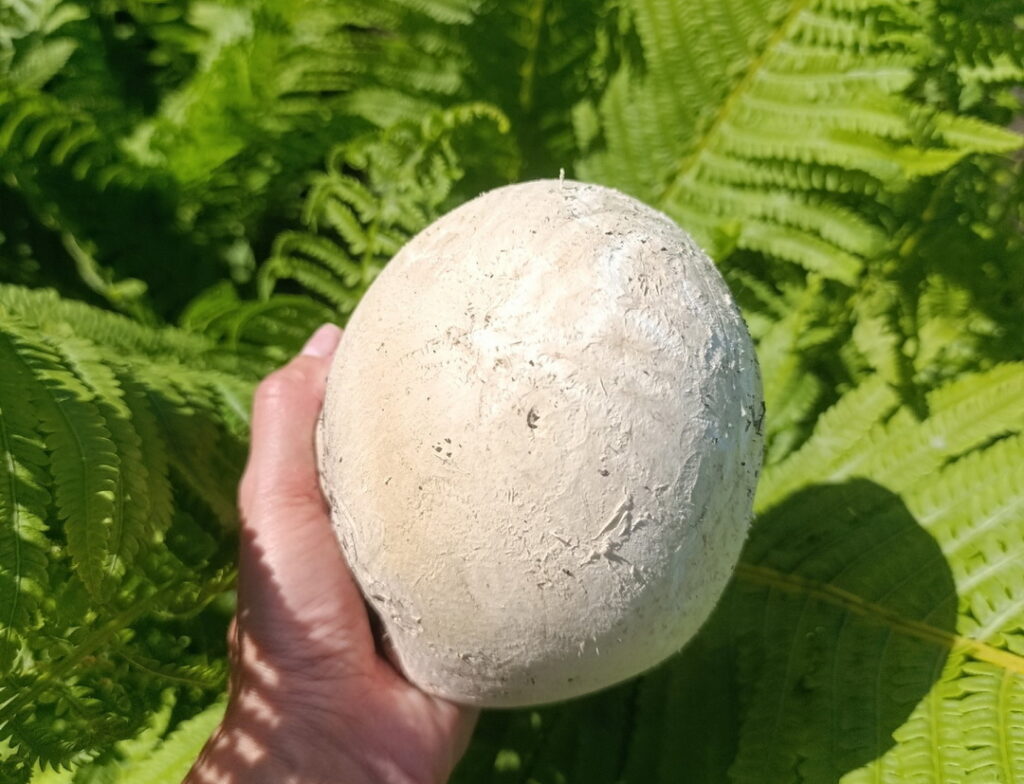 Гриб размером со страусиное яйцо нашли в Новосибирской области